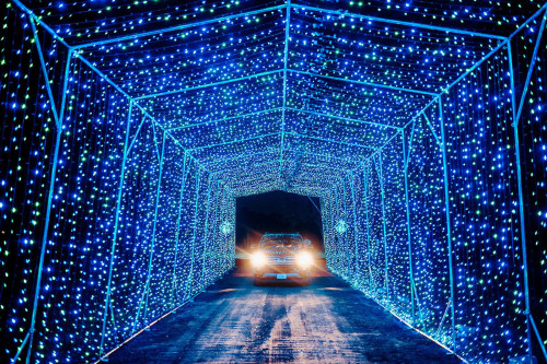 Winter Light Show & Twilight Safari Drive-Thru