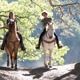 the ranch horses web