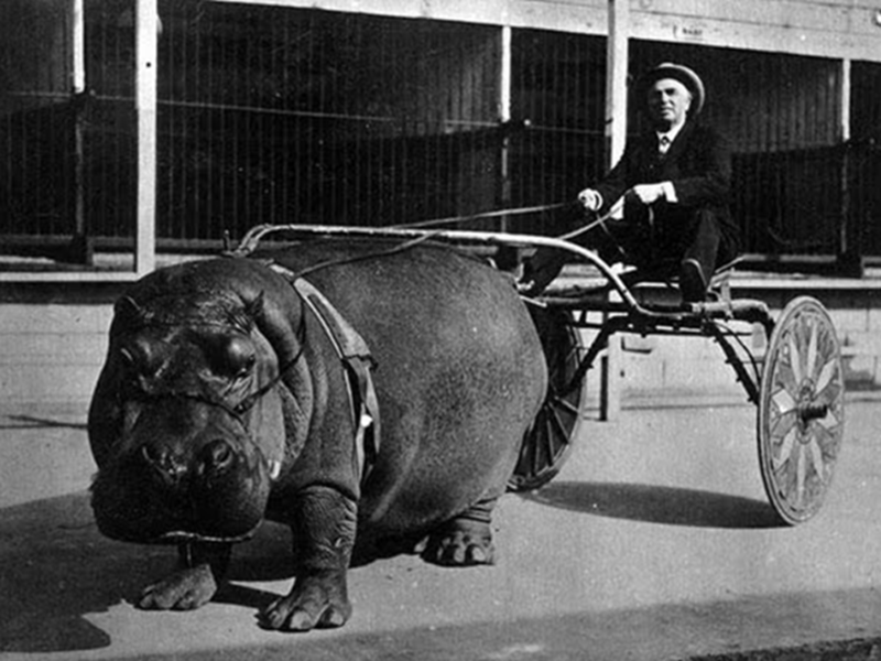 Historical Photo of Hippo Chariot