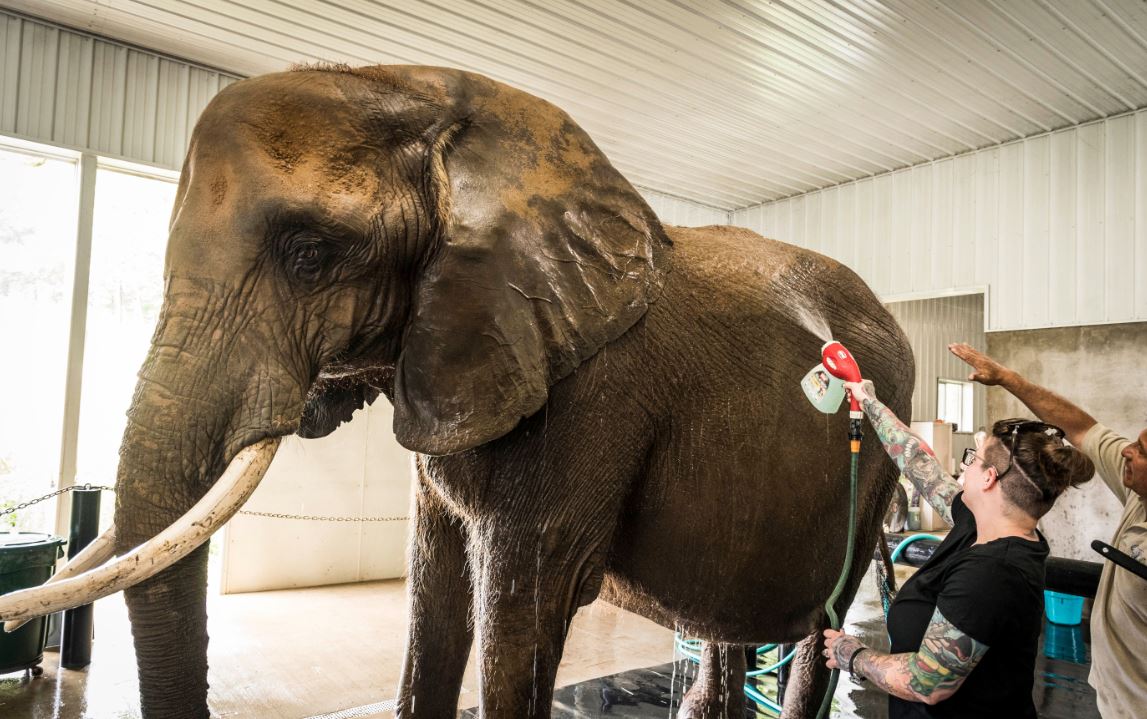 Animal Encounters at Wilstem Wildlife Park